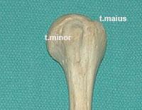 vooraanzicht van de humeruskop, met t(uberculum) minor en t(uberculum) maius