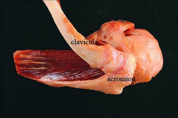 Artroza acromioclaviculară - Cot 