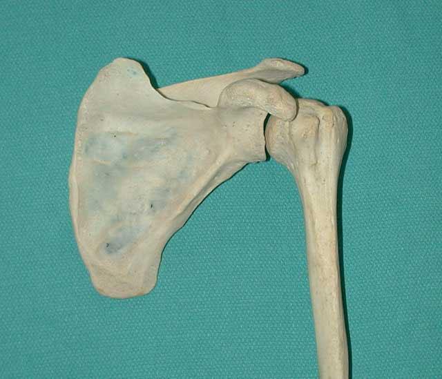 a scapula 1a