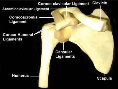 a scapula 1b