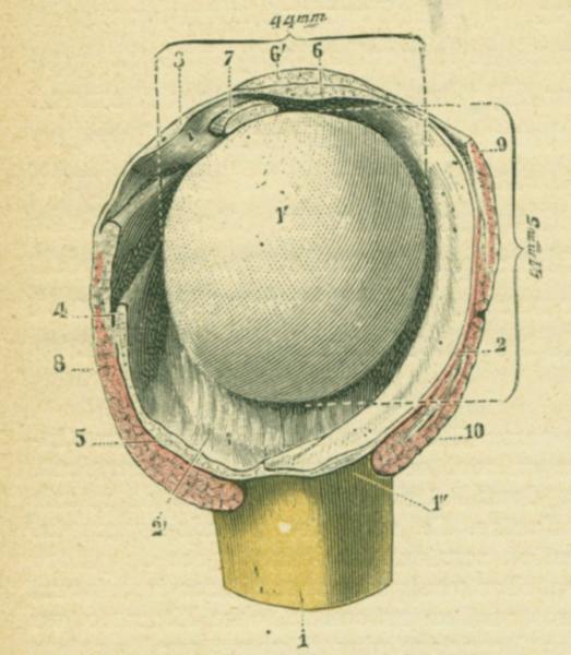 a skelet 1a